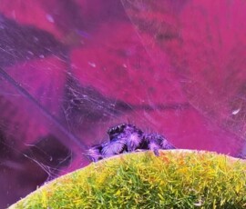 Morrigan peeking over the edge Morrigan peeking over the edge