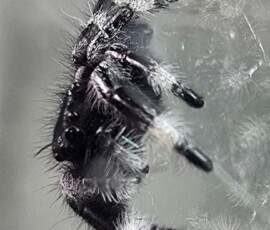 Morrigan after her first molt. Morrigan