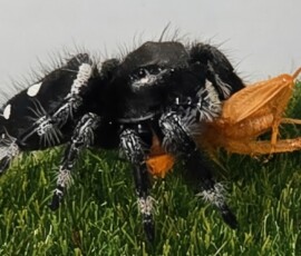 Morringan having a dinner guest stop by Getting up close and personal with the dinner guests.