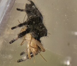 A dinner guest has arrived