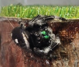 Close up of a pretty face.